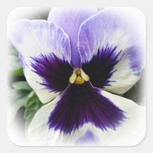 Adesivo Quadrado roxo profundo em branco