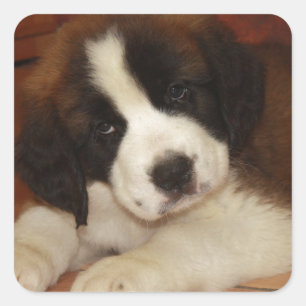 Adesivo Quadrado Rua Adorável e Doce. Bernard Puppy