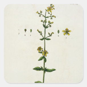 Adesivo Quadrado Rua, John's Wort, placa 15 de 'A Curiosa Herbal',