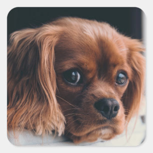 Adesivo Quadrado Ruby Cavalier King Charles Spaniel Dog