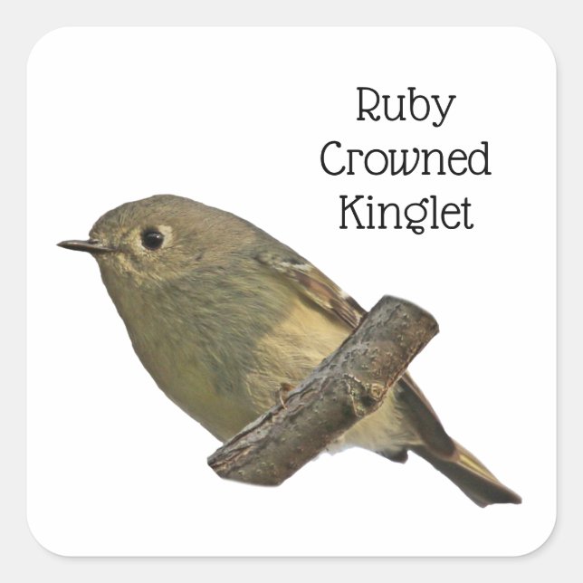 Adesivo Quadrado Ruby Crowned Kinglet (Frente)