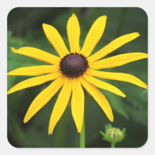 Adesivo Quadrado Rudbeckia hirta