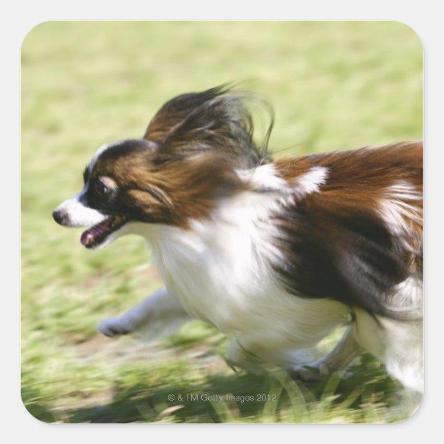 Adesivo Quadrado Running Papillon (Frente)