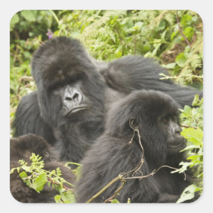 Adesivo Quadrado Rwanda, parque nacional dos vulcões. Montanha