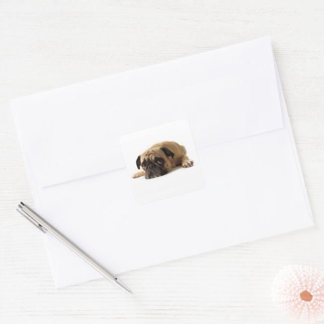 Adesivo Quadrado Sad Pug (Envelope)