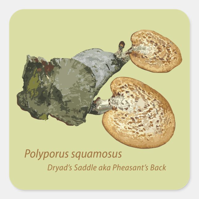 Adesivo Quadrado Saddle Polyporus squamosus de Sticker Dryad (Frente)