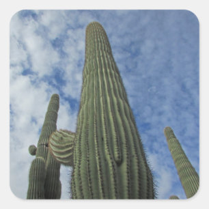 Adesivo Quadrado Saguaro Cactus Alcançando o Céu Azul no Sudoeste