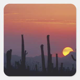 Adesivo Quadrado Saguaro Cactus Carnegiea gigantea), Sunset,