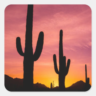 Adesivo Quadrado Saguaro cactus no nascer do sol, Arizona