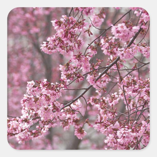 Adesivo Quadrado Sakura Cherry Blossoms Fluindo Rosa (Frente)