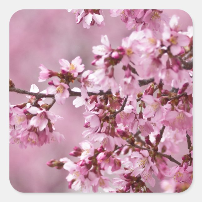 Adesivo Quadrado Sakura Cherry Blossoms Pastel Pink Camadas (Frente)