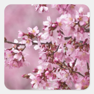 Adesivo Quadrado Sakura Cherry Blossoms Pastel Pink Camadas