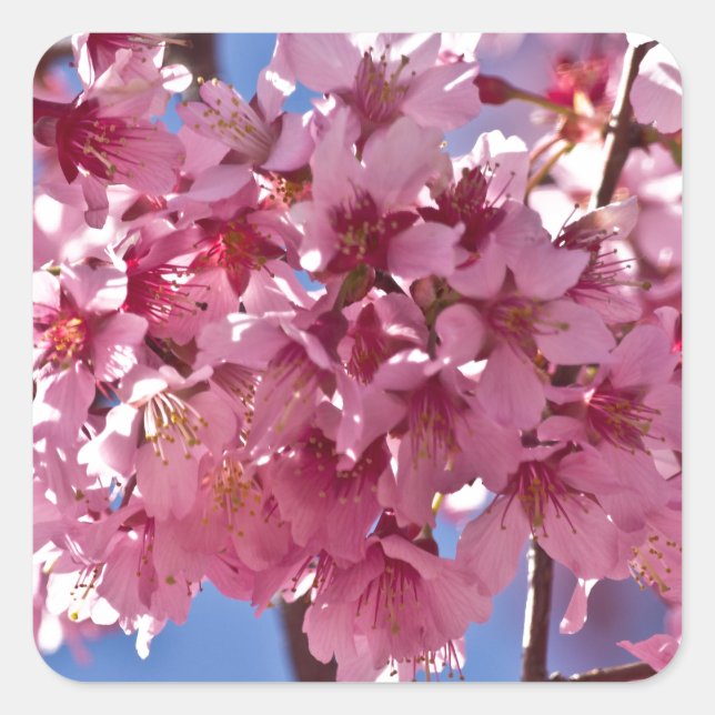 Adesivo Quadrado Sakura Cherry Blossoms Red Stars (Frente)