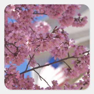 Adesivo Quadrado Sakura Flores de Cerejeira Americana