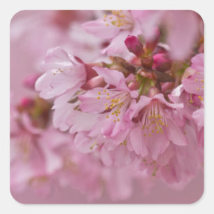 Adesivo Quadrado Sakura Flores de Cerejeira Rosa Pálido Reflexos