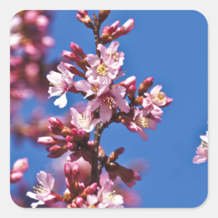 Adesivo Quadrado Sakura Flores de Cerejeira Tocando o Azul