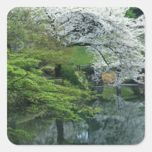 Adesivo Quadrado Sakura, Jardim Koishikawa Koraku-en, Tóquio,