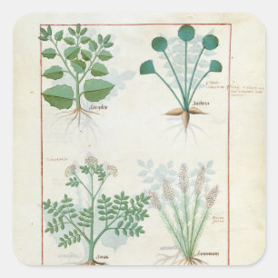 Adesivo Quadrado Salt Bush e Anthora Absinthium e Cardamom