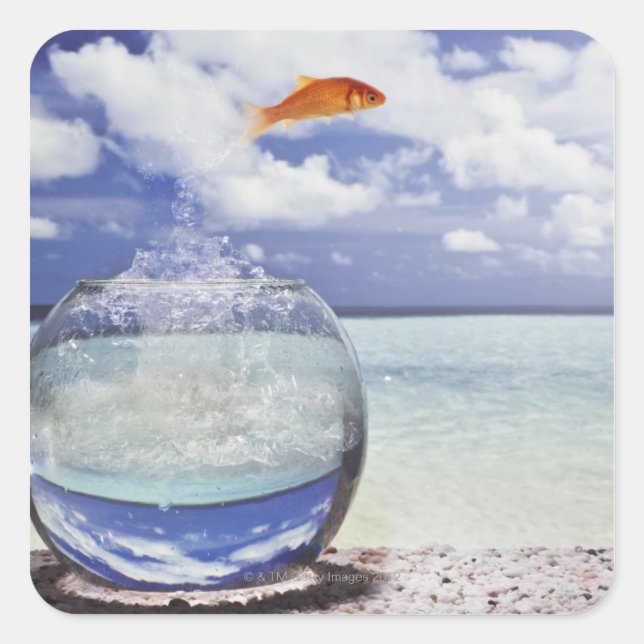 Adesivo Quadrado Salto de Peixe Goldfish (Frente)