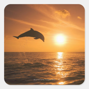Adesivo Quadrado Salto do golfinho de Bottlenose