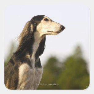 Adesivo Quadrado Saluki 2