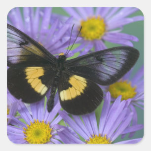 Adesivo Quadrado Sammamish Washington Fotografia da Borboleta