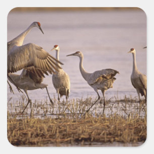 Adesivo Quadrado Sandhill Cranes o canadensis) do Grus Platte