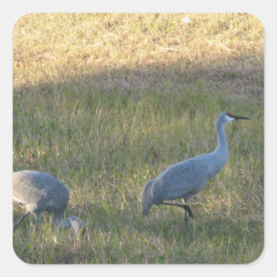 Adesivo Quadrado Sandhill Cranes Sticker