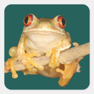 Adesivo Quadrado Sapo