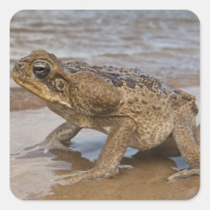 Adesivo Quadrado Sapo-cururu Rhinella marina, anteriormente Bufo