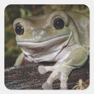 Adesivo Quadrado Sapo de árvore Dumpy. Sapo de sorriso. Litoria