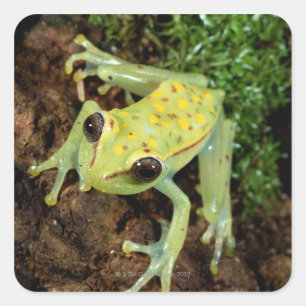 Adesivo Quadrado Sapo de árvore (Hylidae)