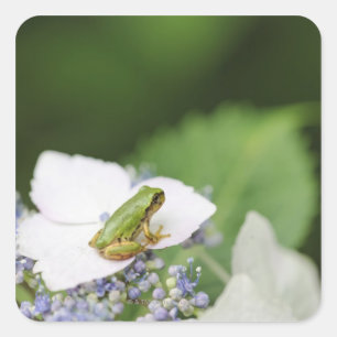 Adesivo Quadrado Sapo de árvore que senta-se em um Hydrangea, Hyog