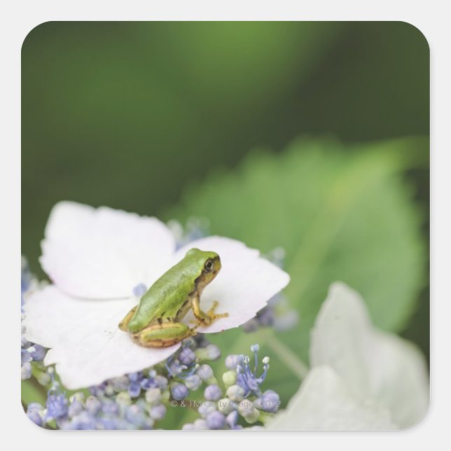 Adesivo Quadrado Sapo de árvore sentado em uma Hydrangea, Hyogo (Frente)