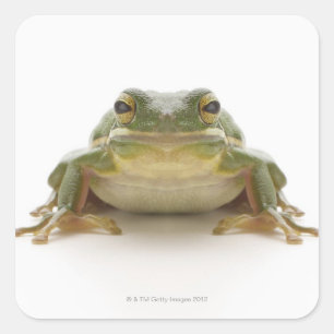 Adesivo Quadrado Sapo de árvore verde (Hylidae cinerea)