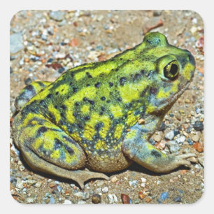 Adesivo Quadrado Sapo de Spadefoot de um sofá