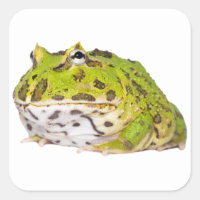 Sapo do Green Pacman