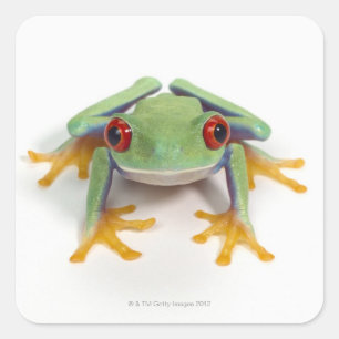 Adesivo Quadrado Sapo fêmea