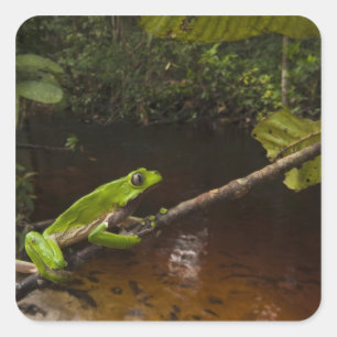 Adesivo Quadrado Sapo gigante Phyllomedusa bicolor) 2