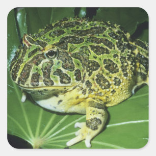 Adesivo Quadrado Sapo Ornado, (Ceratophrys ornata),