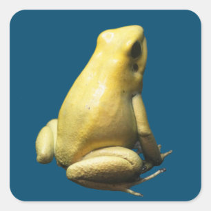 Adesivo Quadrado Sapo ouro Veneno