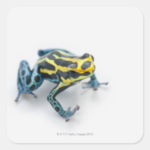 Adesivo Quadrado Sapo preto, amarelo e azul do dardo do veneno
