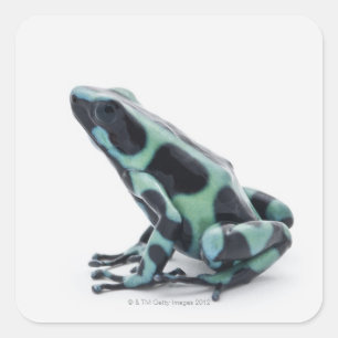 Adesivo Quadrado Sapo preto e verde do dardo do veneno