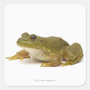 Adesivo Quadrado Sapo Verde Comum