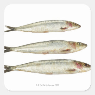 Adesivo Quadrado Sardinhas (Pilchards) 2