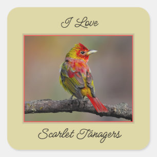 Adesivo Quadrado Scarlet Tanager Molting - Fotografia original