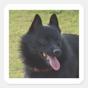 Adesivo Quadrado Schipperke.png