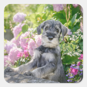 Adesivo Quadrado Schnauzer Puppy Padrão em Jardim Flor -