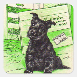 Adesivo Quadrado Scottie dog por entrega especial