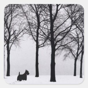 Adesivo Quadrado Scottie nas Florestas Nevadas